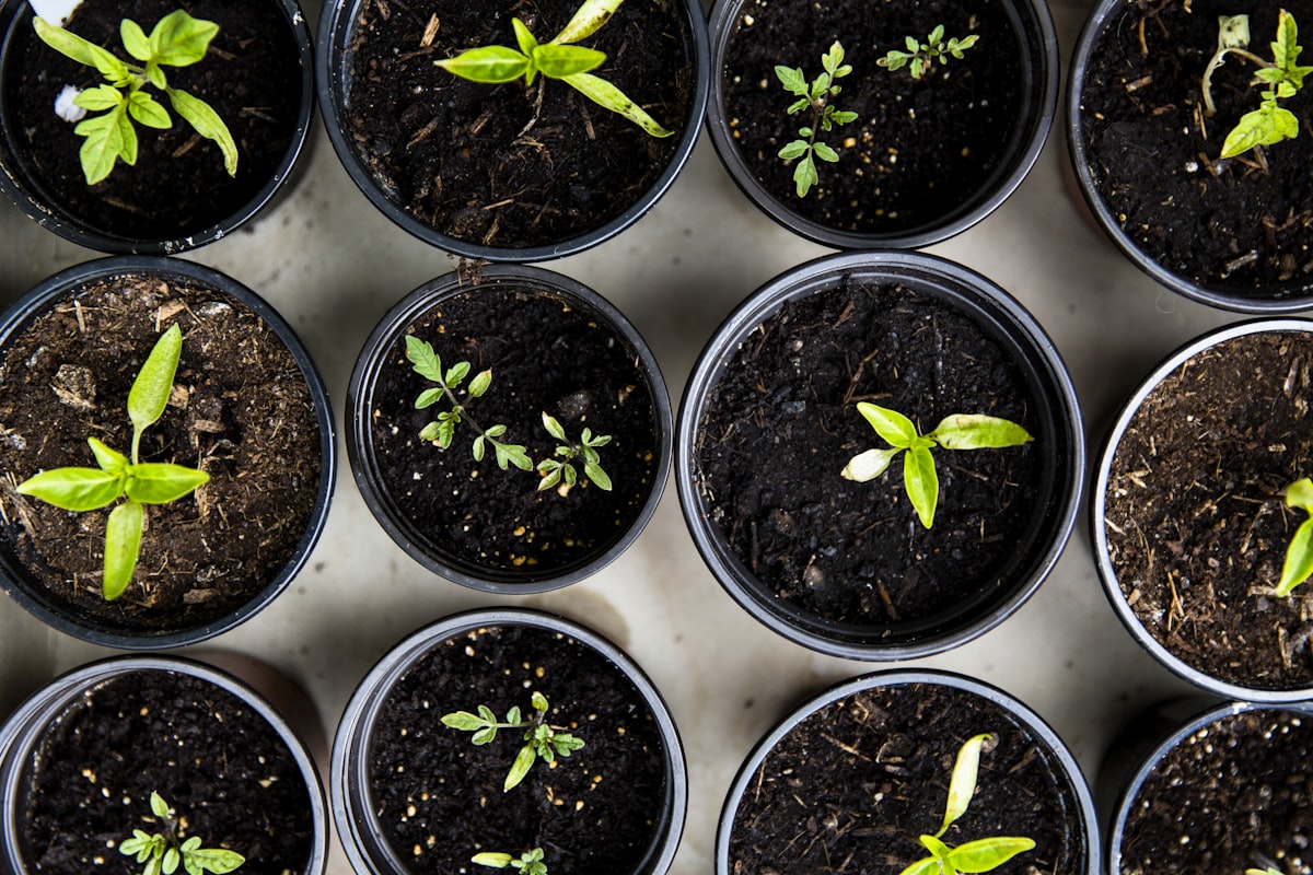 Plantas jovens em vasos prontas para plantação