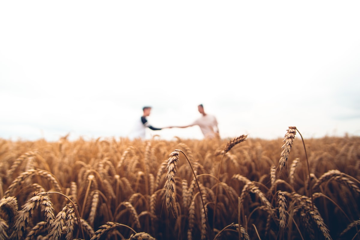 Aperto de mão entre agricultor e cliente num campo de trigo