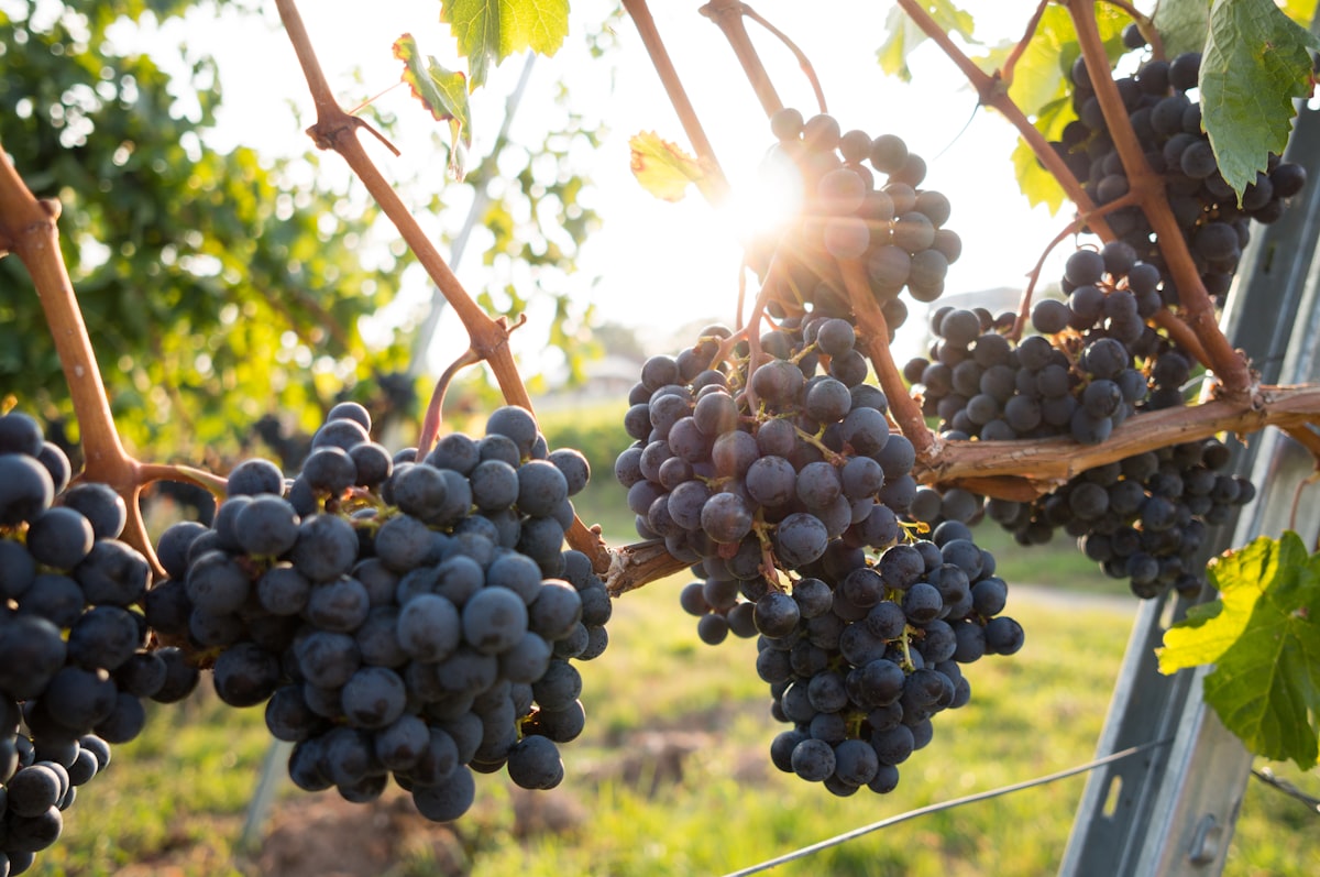 Cachos de uvas numa vinha ao pôr do sol